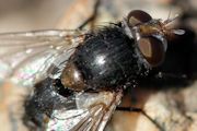 Tachinid sp Fly (Tachinid sp)